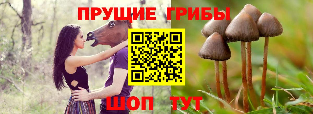 Галлюциногенные грибы Psilocybine cubensis Чита